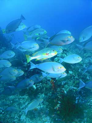 Fish