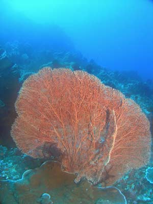 Gorgonia