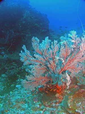 Gorgonia