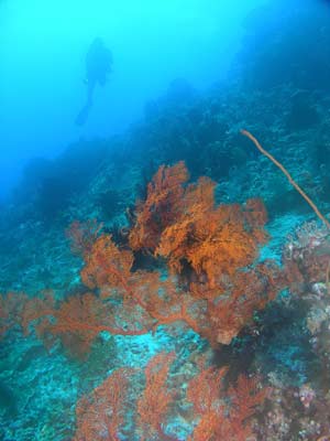 Gorgonia