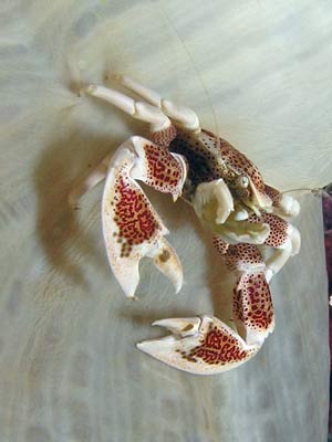 Porcelein cra