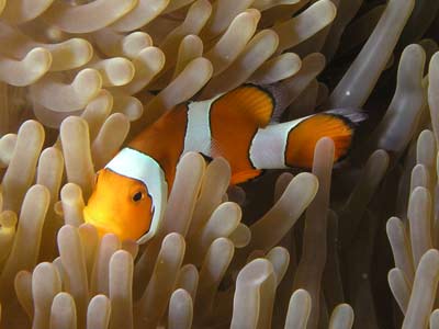 Nemo