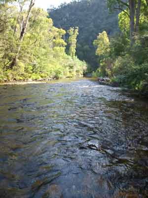 Dargo River