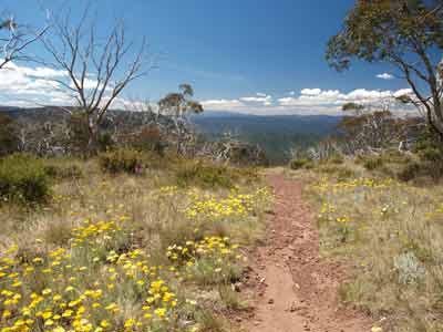 Dimmicks Lookout
