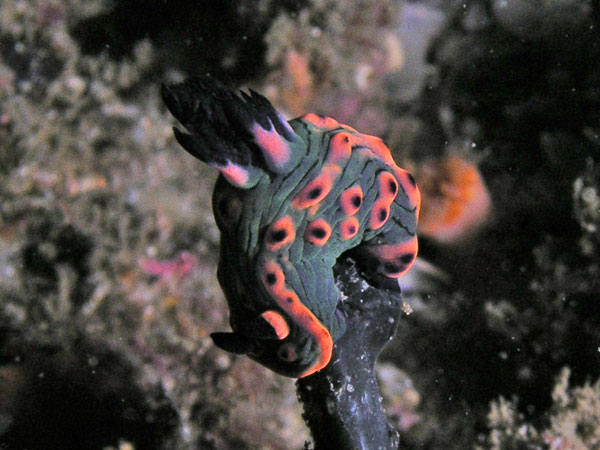 Donut Nembrotha