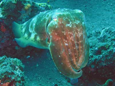 Cuttlefish