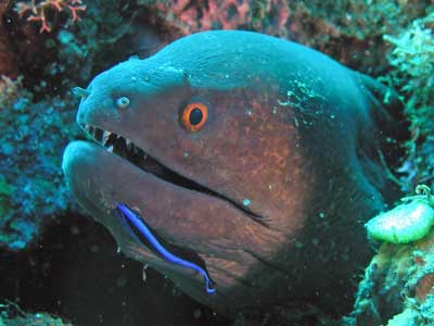 Eel