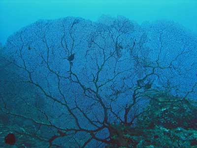 Gorgonia