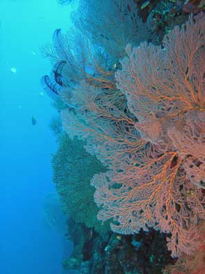 Gorgonia