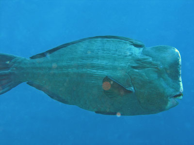 Humpheaded wrasse