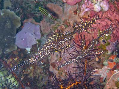 Ornate ghost pipefish