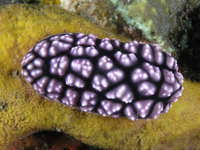 Pustulose phyllidie