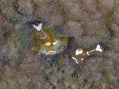 Dancing shrimp