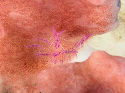 Squat lobster