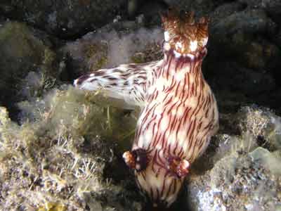 speckled dermatobranch