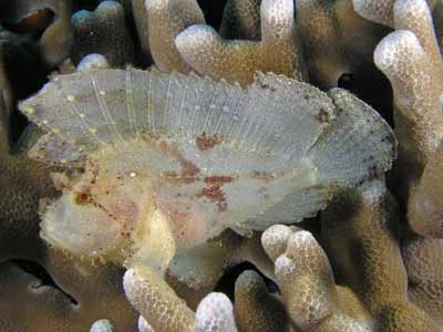 Leaf fish