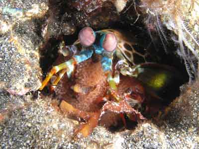 Mantis shrimp