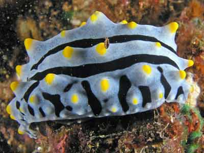 Varicose phyllidia