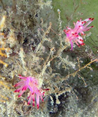 Red-lined flabellina