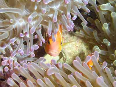 Gab Gab Reef No 2