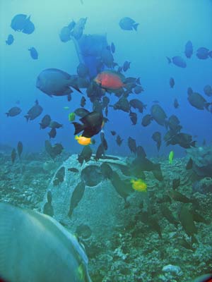Gab Gab Reef No 2