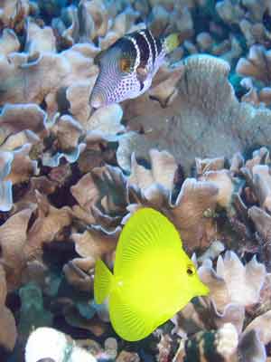 Gab Gab Reef No 2