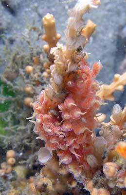 Made-up phyllodesmium