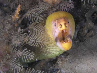 Moray eel