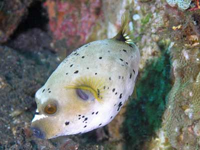 Toadfish