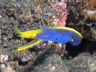 Blue ribbon eel