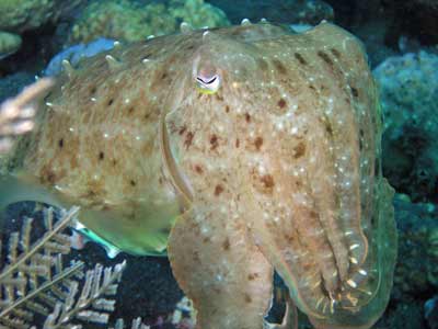 Cuttlefish