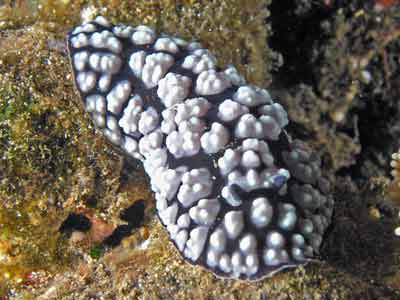 Phylidiella pustu