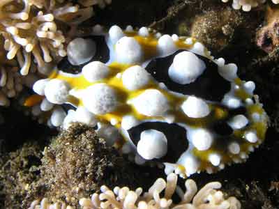 Phyllidia ocellata