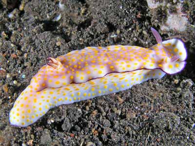 Risbecia pulchell