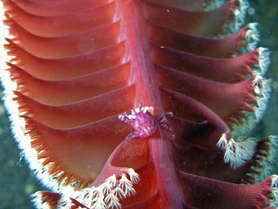 Seapen and crab
