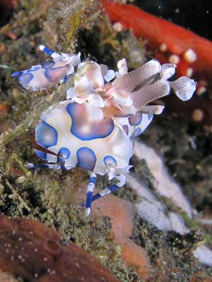 Harlequin Shrimp
