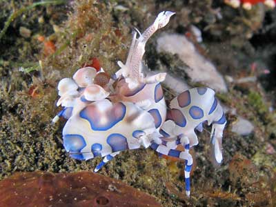 Harlequin Shrimp