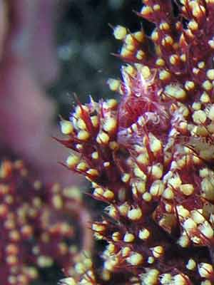 Soft coral crab