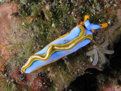 Red-lined thuridilla
