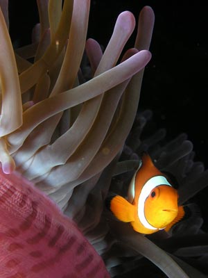 Clown Anemonefish