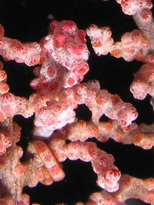 Pygmy sea horse