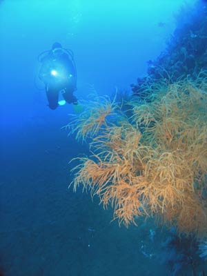 Soft Coral