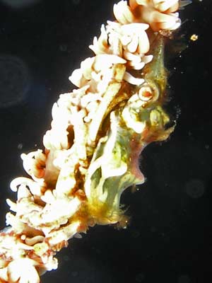 Sea whip shrimp
