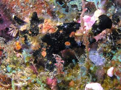 Striped frogfish