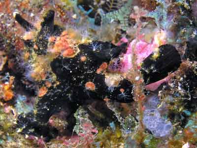 Striped frogfish