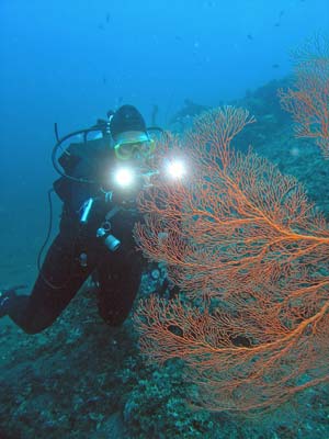 Gorgonia