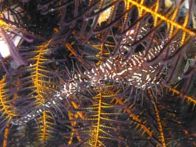Ornate ghost pipefish