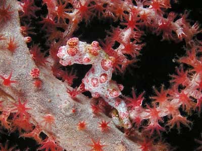 Pygmy sea horse