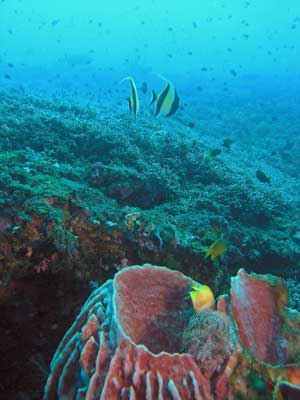 Barrel sponge