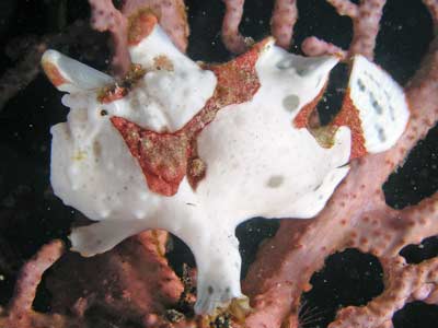 Clown anglerfish